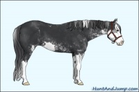 Horse Color:Black Sabino Splash 