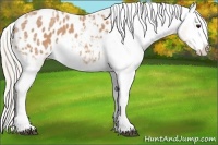 Horse Color:Silver Bay Ice Splash Appaloosa