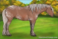 Horse Color:Silver Bay Ice Rabicano 