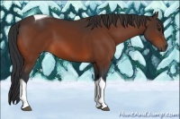 Horse Color:Bay Tobiano 
