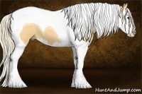 Horse Color:Palomino Splash Tobiano 