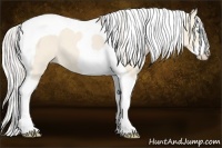Horse Color:Cremello Splash Tobiano