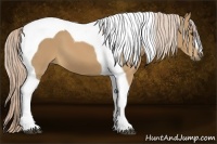 Horse Color:Palomino Tobiano 