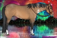 Horse Color:Bay Dun Sabino 