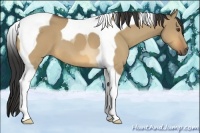 Horse Color:Buckskin Dun Tobiano 