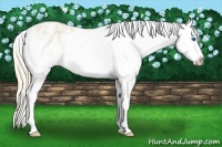 Horse Color:Perlino Dun Splash Appaloosa Rabicano