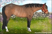 Horse Color:Buckskin Rabicano