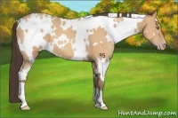 Horse Color:White Spotted Amber Champagne Roan 