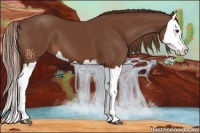 Horse Color:Chestnut Splash 