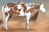 Horse Color:White Spotted Chestnut Splash