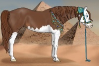 Horse Color:Chestnut Splash 