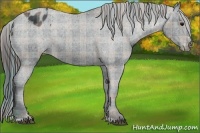 Horse Color:Plaid Black Sabino Appaloosa