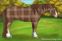 Horse Color:Plaid Chestnut Sabino