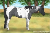 Horse Color:Blue Roan Tobiano