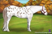 Horse Color:Chestnut Splash Appaloosa 