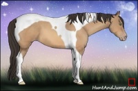 Horse Color:Amber Champagne Tobiano 