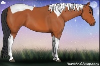 Horse Color:Bay Tobiano 