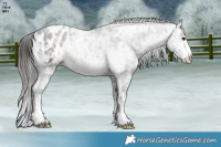 Horse Color:Brown Ice Appaloosa Brindle