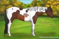Horse Color:Bay Tobiano 