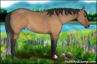 Horse Color:Brown Dun 