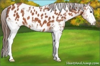Horse Color:White Spotted Bay Roan Appaloosa