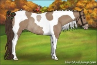 Horse Color:Classic Champagne Tobiano Rabicano