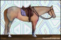 Horse Color:Bay Pearl 