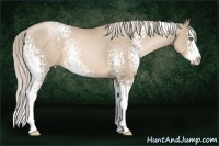 Horse Color:White Spotted Chocolate Palomino Pearl Splash