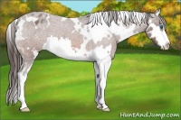 Horse Color:White Spotted Bay Roan Splash Frame Appaloosa