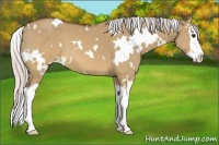 Horse Color:White Spotted Silver Brown Dun Sabino Splash 