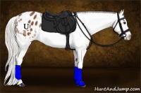 Horse Color:Silver Bay Appaloosa 