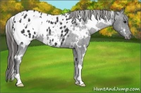 Horse Color:White Spotted Black Appaloosa