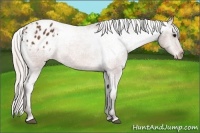 Horse Color:Silver Brown Appaloosa 