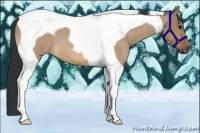 Horse Color:Bay Roan Dun Tobiano