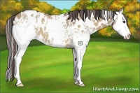 Horse Color:White Spotted Bay Dun Splash Appaloosa