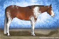 Horse Color:White Spotted Bay Splash Rabicano 