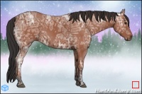 Horse Color:Bay Ice 