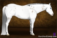 Horse Color:Brown Dun Sabino Splash Rabicano 