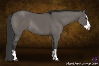 Horse Color:Grullo Sabino Splash Rabicano