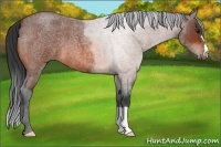 Horse Color:Bay Roan 