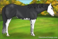Horse Color:Black Sabino Splash 