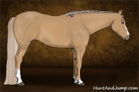 Horse Color:Palomino Sabino
