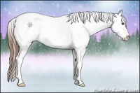 Horse Color:Red Roan Splash Tobiano Near Leopard