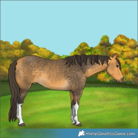 Horse Color:White Spotted Buckskin 