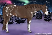 Horse Color:Liver Chestnut Sabino Rabicano 