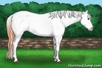Horse Color:Bay Dun Appaloosa 