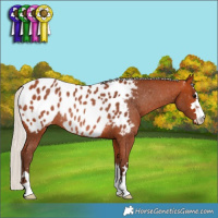 Horse Color:Silver Bay Appaloosa Rabicano 