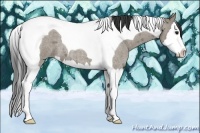 Horse Color:Smoky Grullo Roan Splash Tobiano 