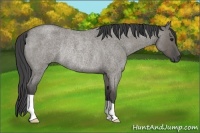 Horse Color:Smoky Grullo Roan Rabicano 