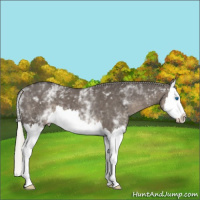 Horse Color:White Spotted Silver Smoky Grullo Splash 